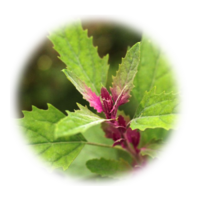 Artiplex hortensis